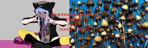 PSILOCYBIN Волоколамск